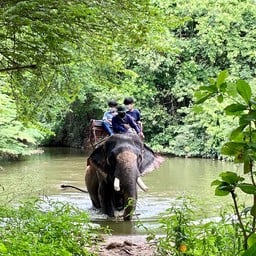 Learn about the Thai elephant way of life and get close to nature 5650878d025b4742a2f46aada5ca408b