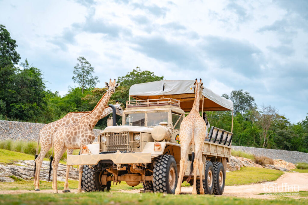 Exciting activities, close to nature, and unforgettable memories huahin safari 43